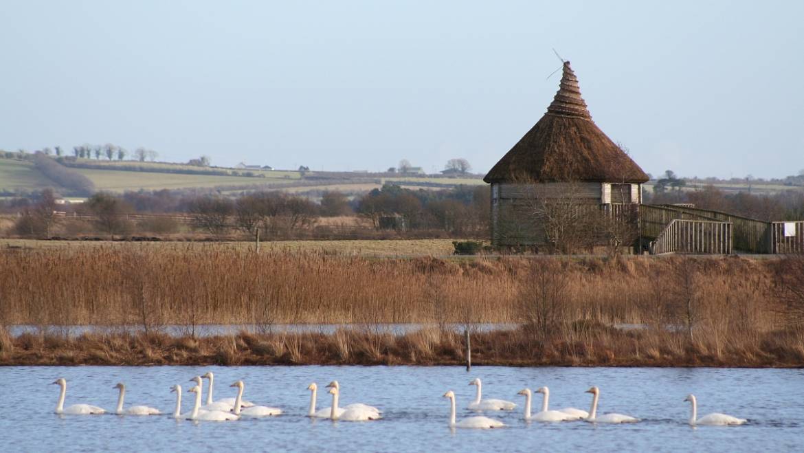 Lough Boora – Wildlife